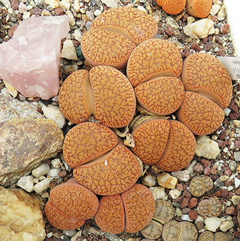 Lithops aucampiae