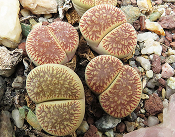 Lithops aucampiae