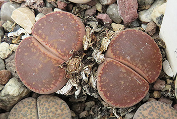 Lithops aucampiae