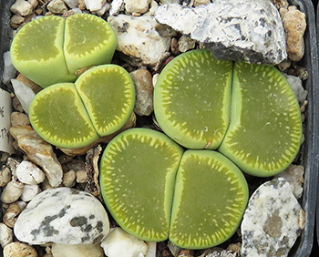 Lithops aucampiae