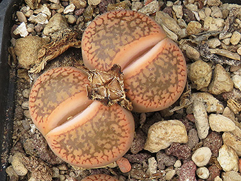 Lithops aucampiae