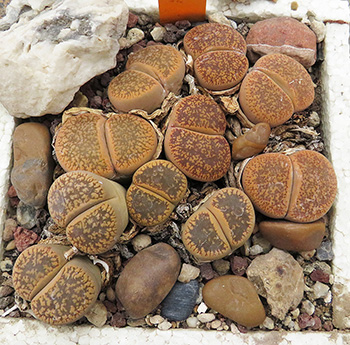 Lithops aucampiae