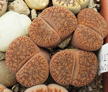 Lithops aucampiae