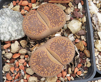 Lithops aucampiae