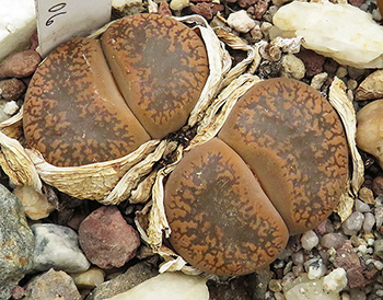 Lithops aucampiae