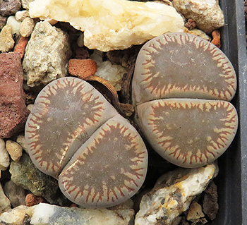 Lithops aucampiae