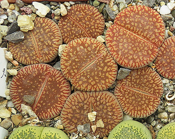 Lithops aucampiae