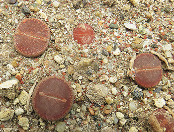 Lithops aucampiae