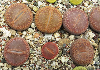 Lithops aucampiae