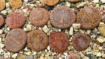 Lithops aucampiae