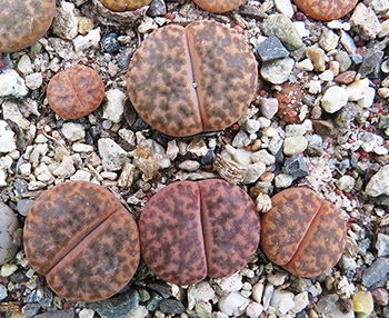 Lithops bromfieldii glaudinae