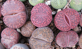 Lithops bromfieldii glaudinae cv Embers (robroroseus)