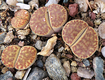 Lithops bromfieldii