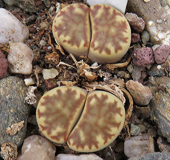 Lithops bromfieldii