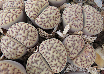 Lithops bromfieldii mennellii