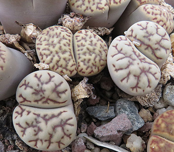 Lithops bromfieldii mennellii