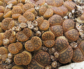 Lithops bromfieldii insularis