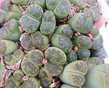 Lithops bromfieldii cv sulphurea