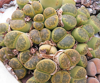 Lithops bromfieldii cv sulphurea