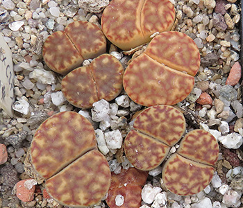 Lithops bromfieldii cv White Nymph