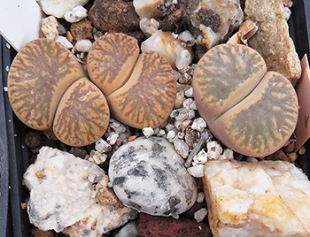 Lithops bromfieldii cv desert river