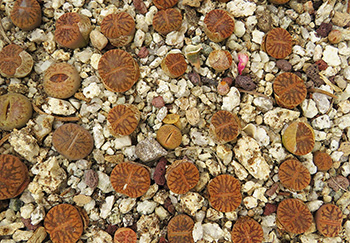 Lithops bromfieldii cv desert river, semenzali