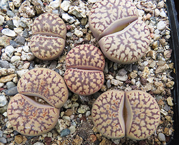 Lithops bromfieldii hyb. X dorotheae