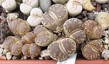 Lithops bromfieldii "Eastern form - Welgevonden form"