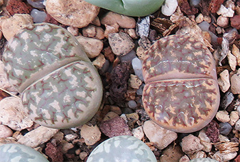 Lithops bromfieldii hyb. X dorotheae