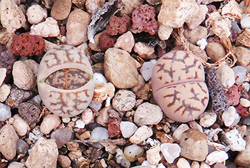 Lithops bromfieldii hyb. X dorotheae