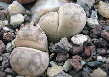 Lithops coleorum