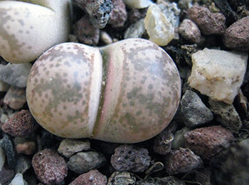 Lithops coleorum