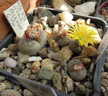 Lithops coleorum