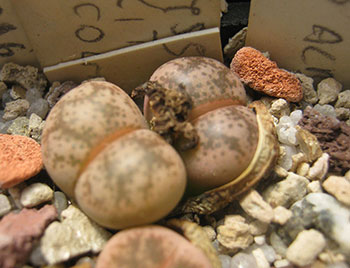 lithops coleorum