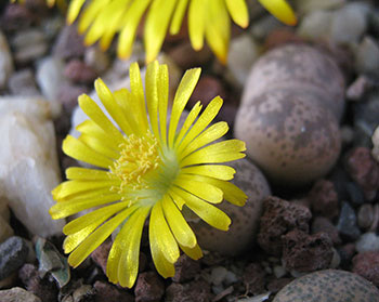 lithops coleorum 