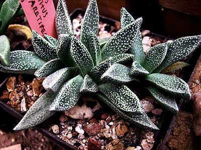 Nananthus margaritierus Nananthus margaritierus