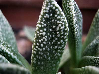 Nananthus margaritierus, particolare delle foglie Nananthus margaritierus, particolare delle foglie