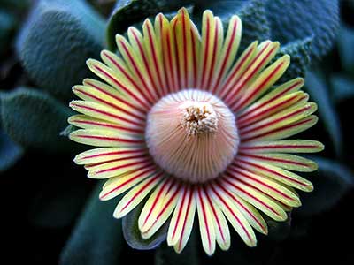 Nananthus sp. enkelekoppie, il fiore