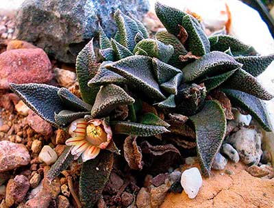 Nananthus aff. vittatus, ambientato