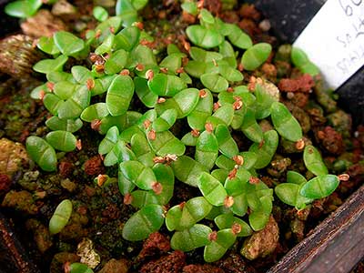 Semina di Nananthus vittatus