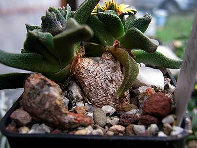 Nananthus aloides (wilmanniae)