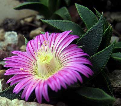 Nananthus x Aloinopsis