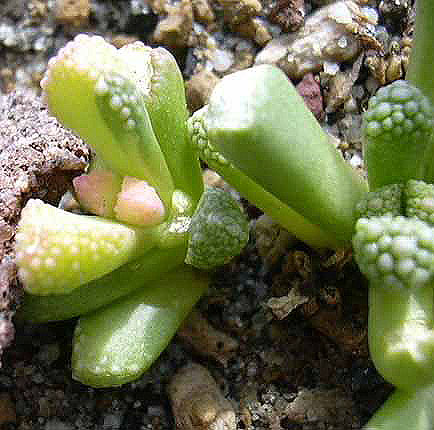 Titanopsis Calcarea variegata