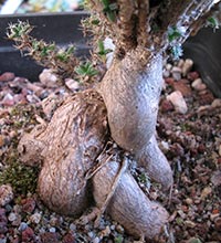 trichodiadema bulbosum