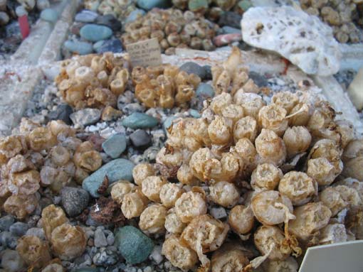 conophytum ectypum