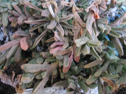 corpuscolaria britteniae corpuscolaria britteniae