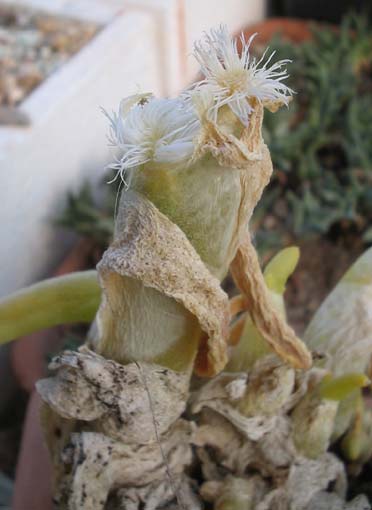 phyllobolus dactylopsis digitatus phyllobolus dactylopsis digitatus