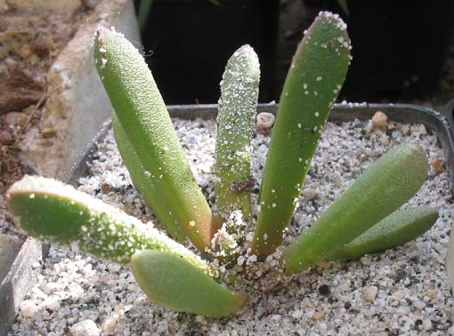 psammophora longifolia