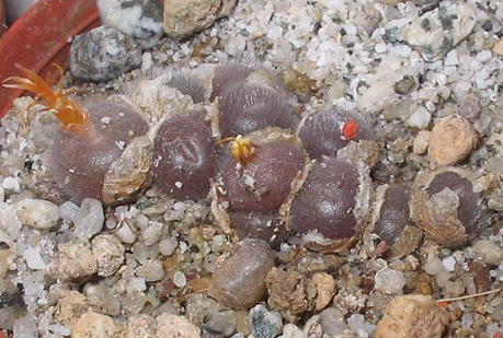 CONOPHYTUM STEPHANII