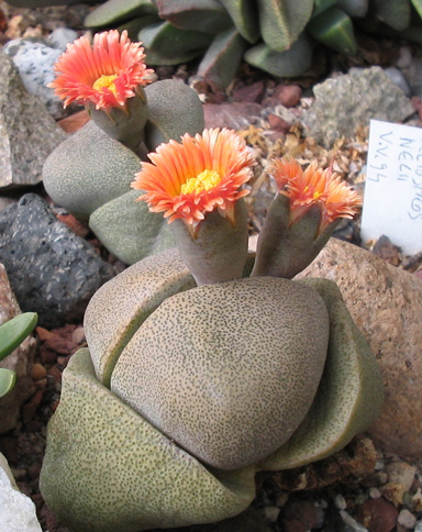 PLEIOSPILOS NELII